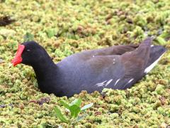 (Common Gallinule) swims