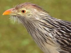 (Guira Cuckoo) head