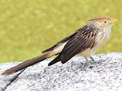 (Guira Cuckoo) standing