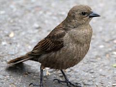 (Shiny Cowbird) juvenile