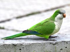 (Monk Parakeet) standing