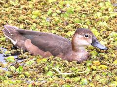 (Rosy-billed Pochard) female