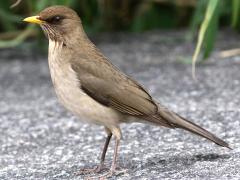 (Creamy-bellied Thrush) standing