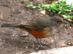 (Rufous-bellied Thrush) standing