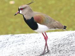 (Southern Lapwing) walking