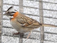 (Rufous-collared Sparrow) standing