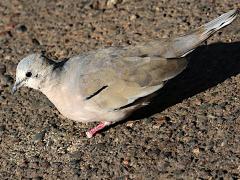 (Picui Ground Dove) dorsal