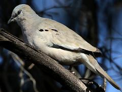 (Picui Ground Dove) perching