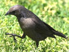 (Shiny Cowbird) female walking