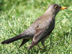 (Austral Thrush) magellanicus listening