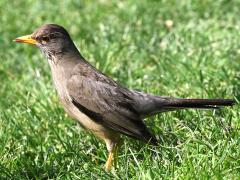 (Austral Thrush) magellanicus standing