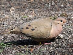 (Eared Dove) auriculata standing