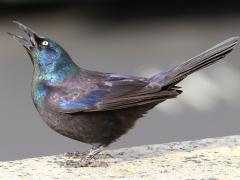 (Common Grackle) female display