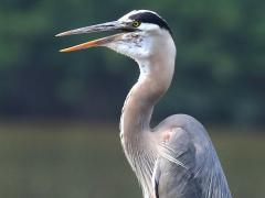 (Great Blue Heron) calling