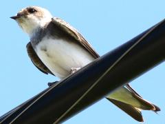 (Bank Swallow) perching