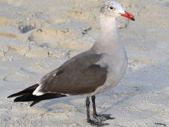 (Heermann's Gull) beach