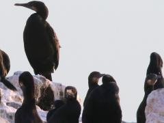 (Brandt's Cormorant) Bird Rock