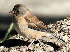 (Dark-eyed Junco) Oregon juvenile