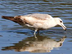 (California Gull) juvenile foraging