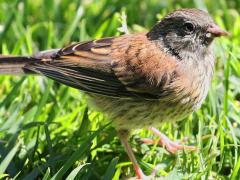 (Dark-eyed Junco) Oregon juvenile