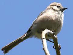 (Bushtit) male perching