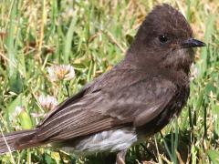 (Black Phoebe) standing