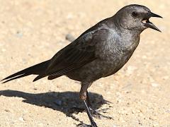 (Brewer's Blackbird) female calling