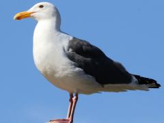 (Western Gull) standing