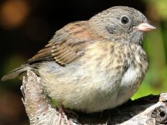 (Dark-eyed Junco) Oregon juvenile perching