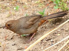 (California Towhee) profile