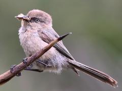 (Bushtit) female perching