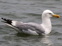 (American Herring Gull) swimming