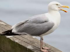 (Herring Gull) calling