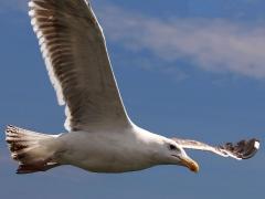 (Great Black-backed Gull) juvenile glides