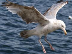 (American Herring Gull) juvenile landing