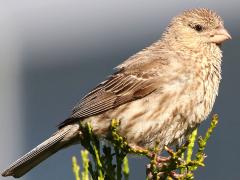 (House Finch) female perching