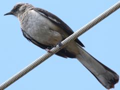 (Northern Mockingbird) perching