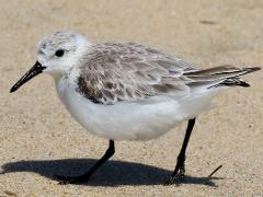 (Sanderling) walking