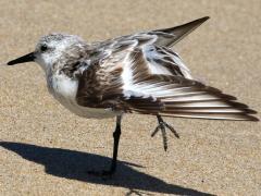 (Sanderling) wings