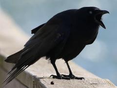 (Fish Crow) crowing