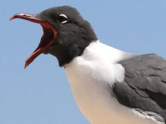 (Laughing Gull) calling