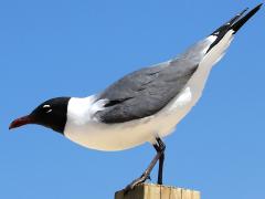 (Laughing Gull) standing