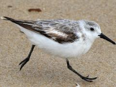 (Sanderling) running