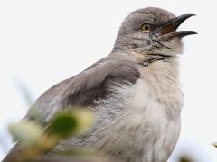 (Northern Mockingbird) singing