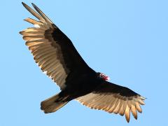 (Turkey Vulture) soaring