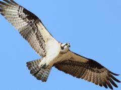 (Osprey) glides