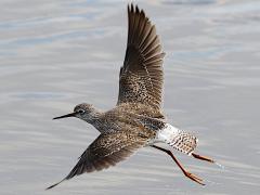 (Lesser Yellowlegs) flight