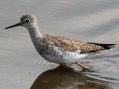 (Lesser Yellowlegs) wading