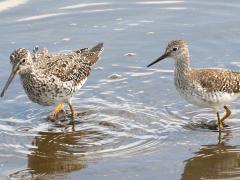 (Greater Yellowlegs) (Lesser Yellowlegs)