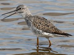 (Greater Yellowlegs) calling